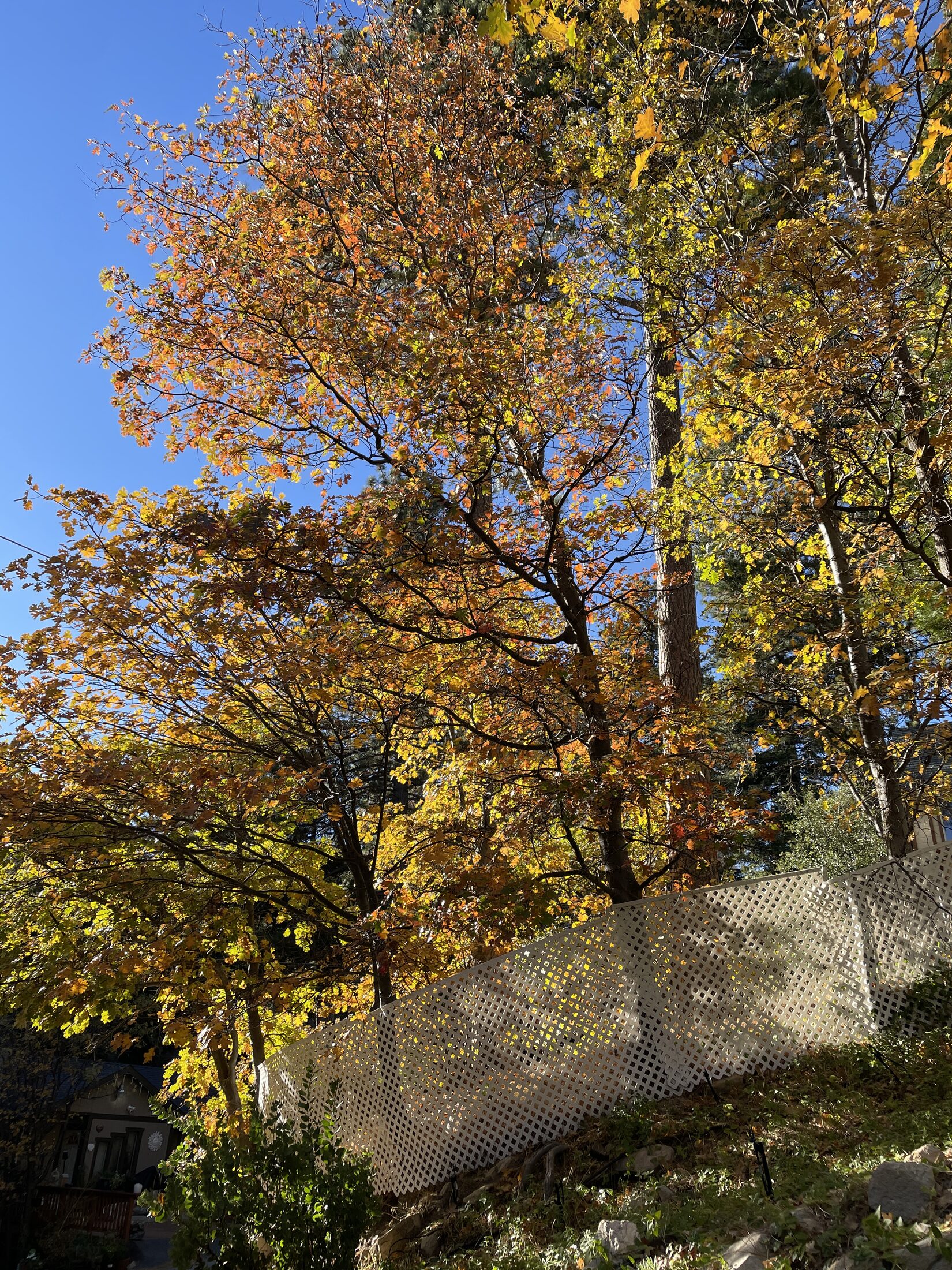 Trees around the house